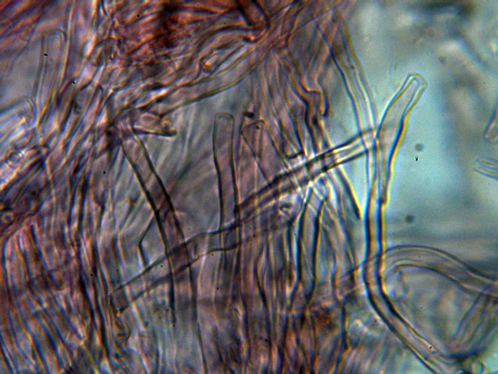 Microscopía de Oxyporus corticola - 11 - Hifas subiculares 1